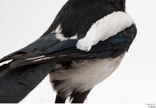 Common magpie Pica pica back wing 0003.jpg